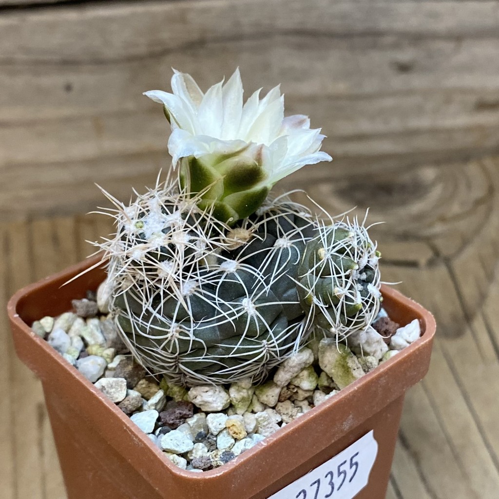 SH27355 Gymnocalycium bruchii v. albispinus - Obrázek 2
