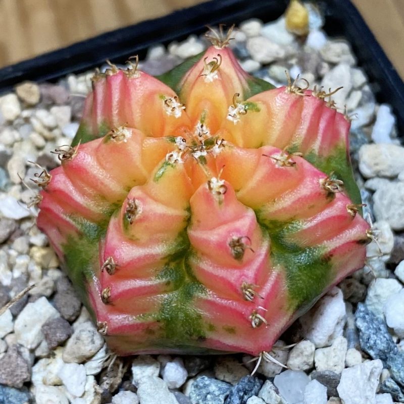 SH27357 Gymnocalycium mihanovichii ‘French Fuchsia’