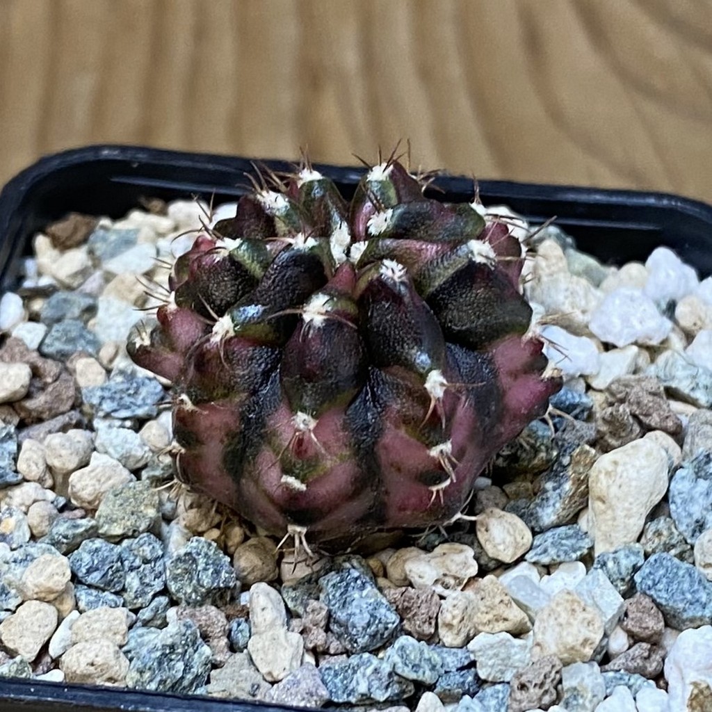 SH27358 Gymnocalycium mihanovichii 'T-Rex' - Obrázek 2