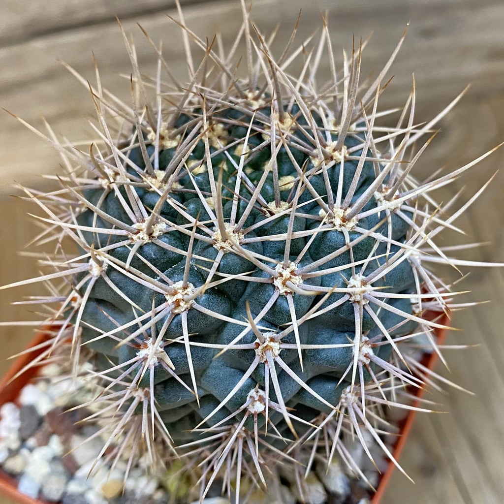 SH27326 Gymnocalycium neuhuberi