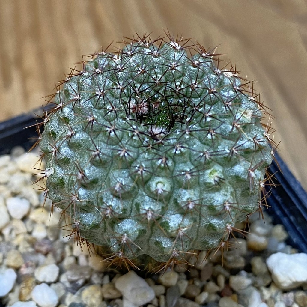 SH7497 Frailea chiquitana