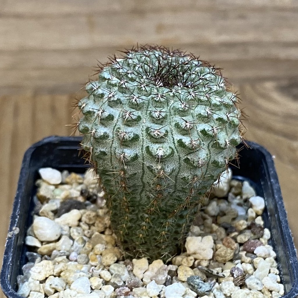 SH7497 Frailea chiquitana - Image 2