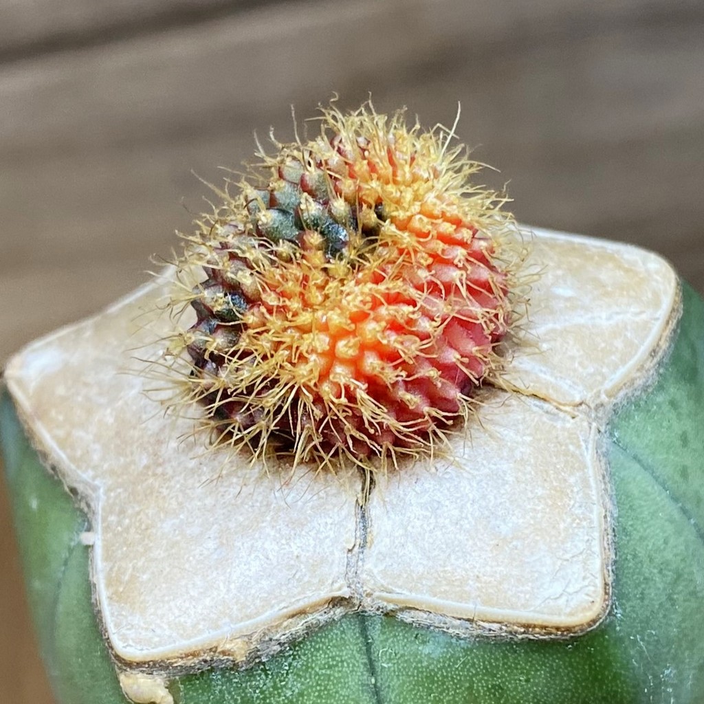 SH6791 Frailea mammifera f. variegata, grafted