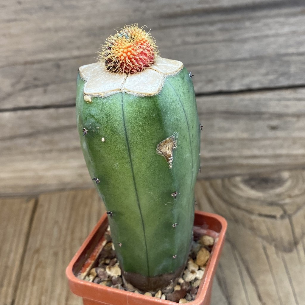 SH6791 Frailea mammifera f. variegata, grafted - Imagen 2