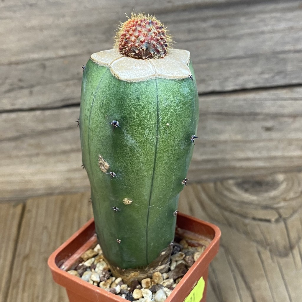 SH6791 Frailea mammifera f. variegata, grafted - Imagen 3