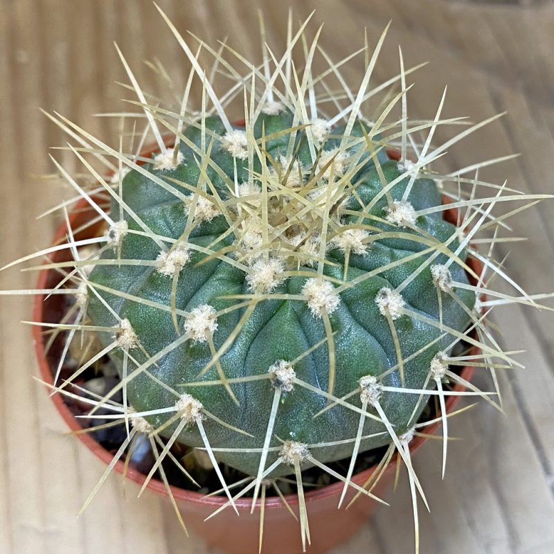 SH18658 Copiapoa gigantea SI-39-24, grafted