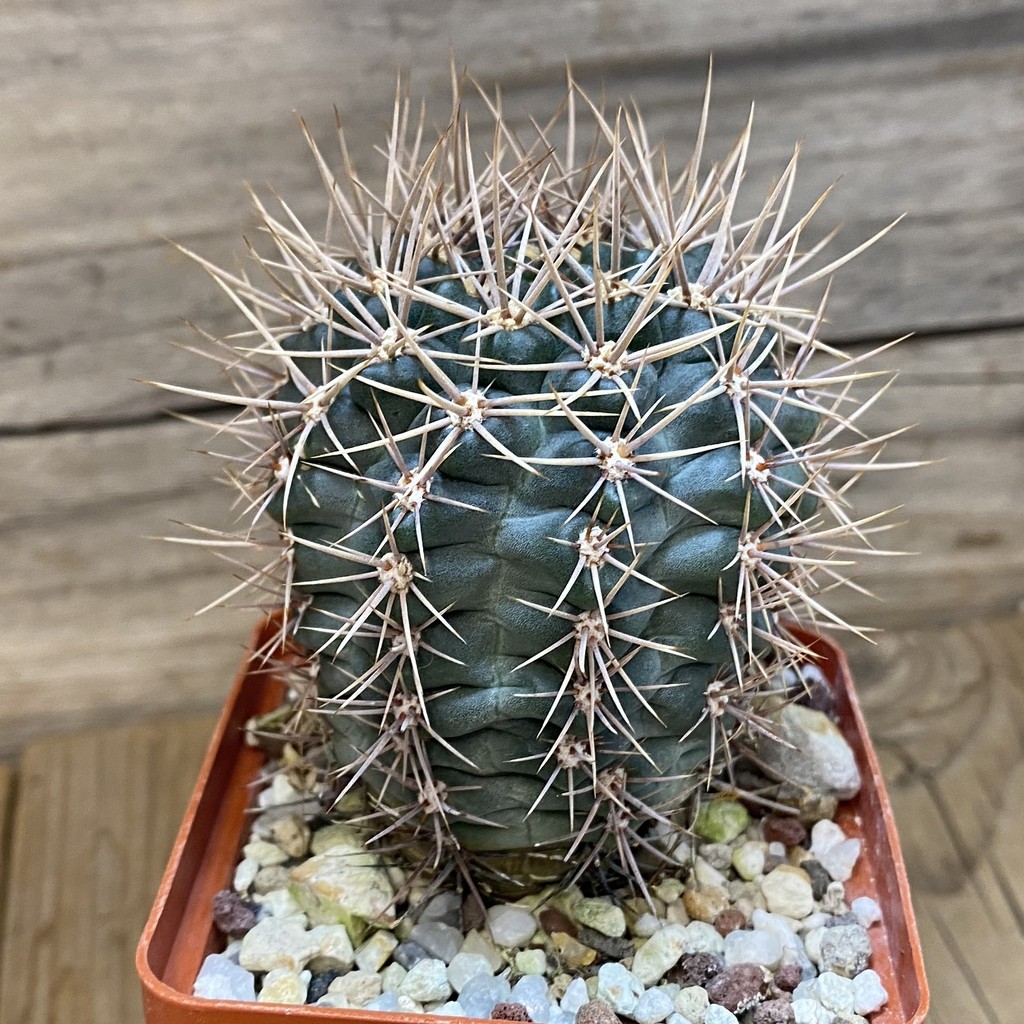 SH27326 Gymnocalycium neuhuberi - Imagen 2