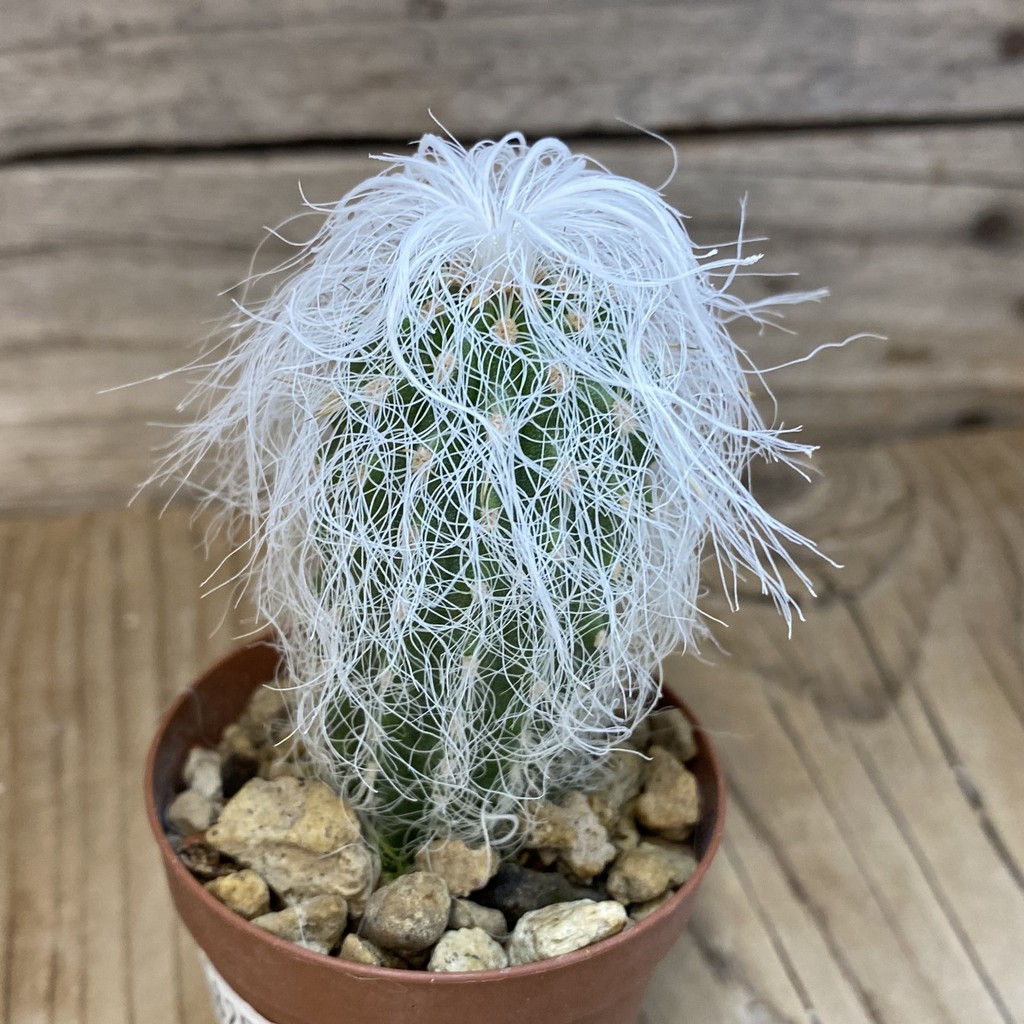 SH18254 Cephalocereus senilis - 画像 (2)