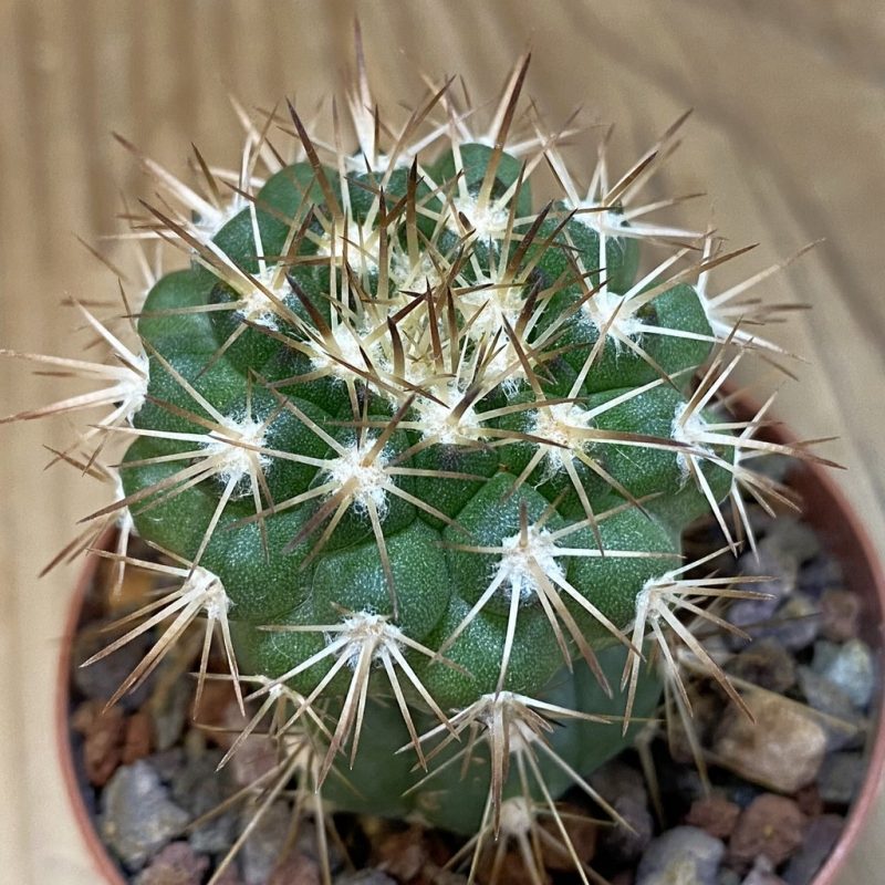 SH18334 Copiapoa cinerascens GM2211, grafted