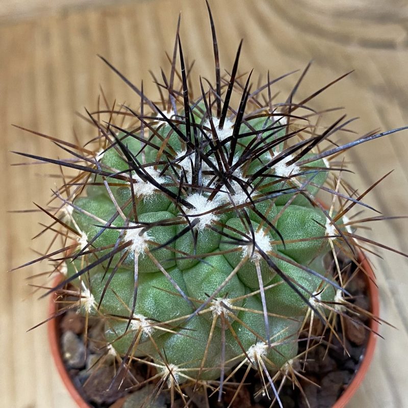 SH18340 Copiapoa gigantea SI-41c-24, grafted