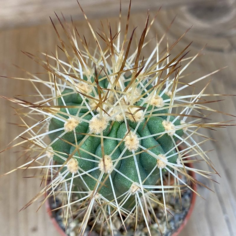 SH18315 Copiapoa haseltoniana 'Eremophila' GCG15279, grafted