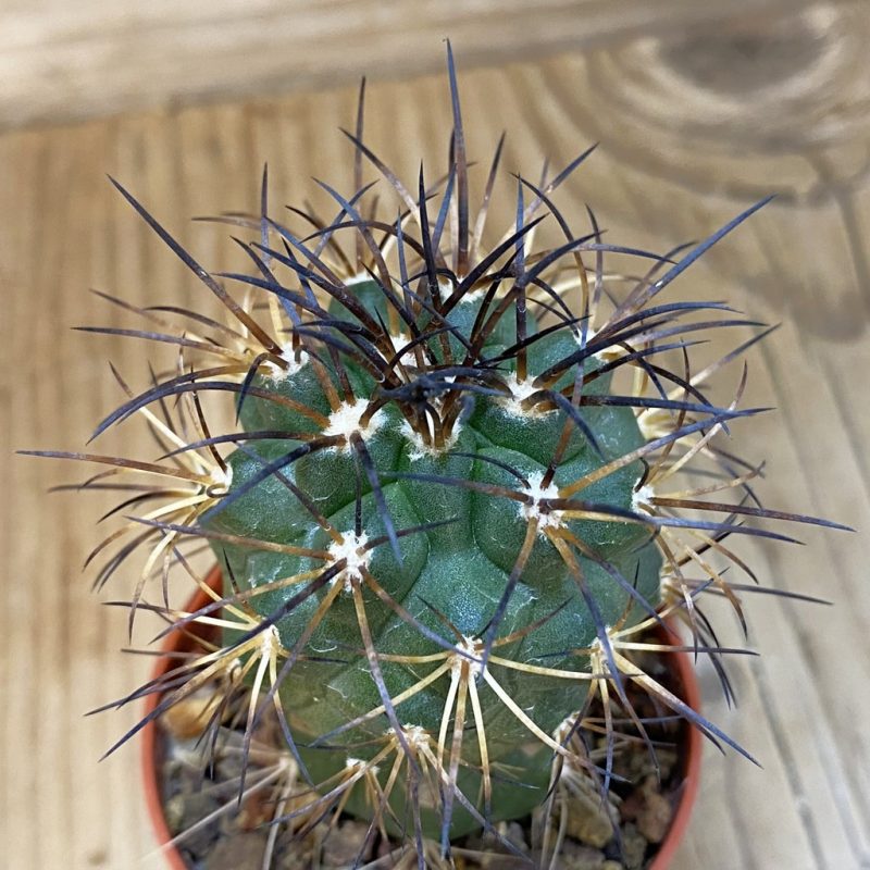 SH18309 Copiapoa schulziana SI-12-24, grafted