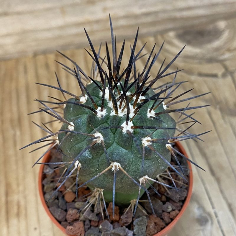 SH18303 Copiapoa dealbata v. carrizalensis GCG15021, grafted