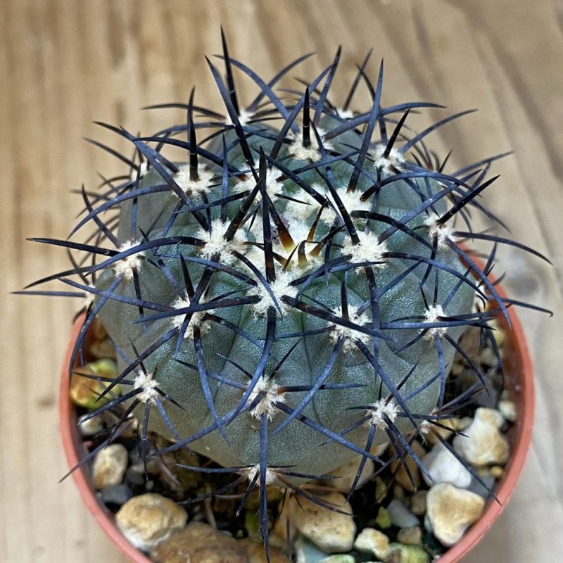 SH18659 Copiapoa calderana SI-19-24, grafted