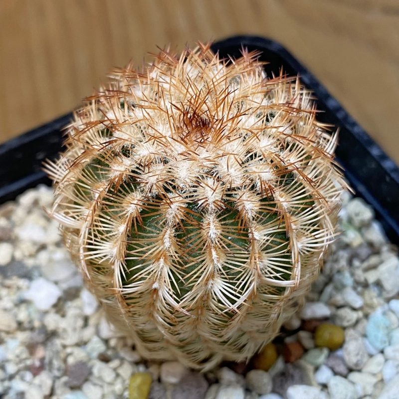 SH27327 Echinocereus reichenbachii