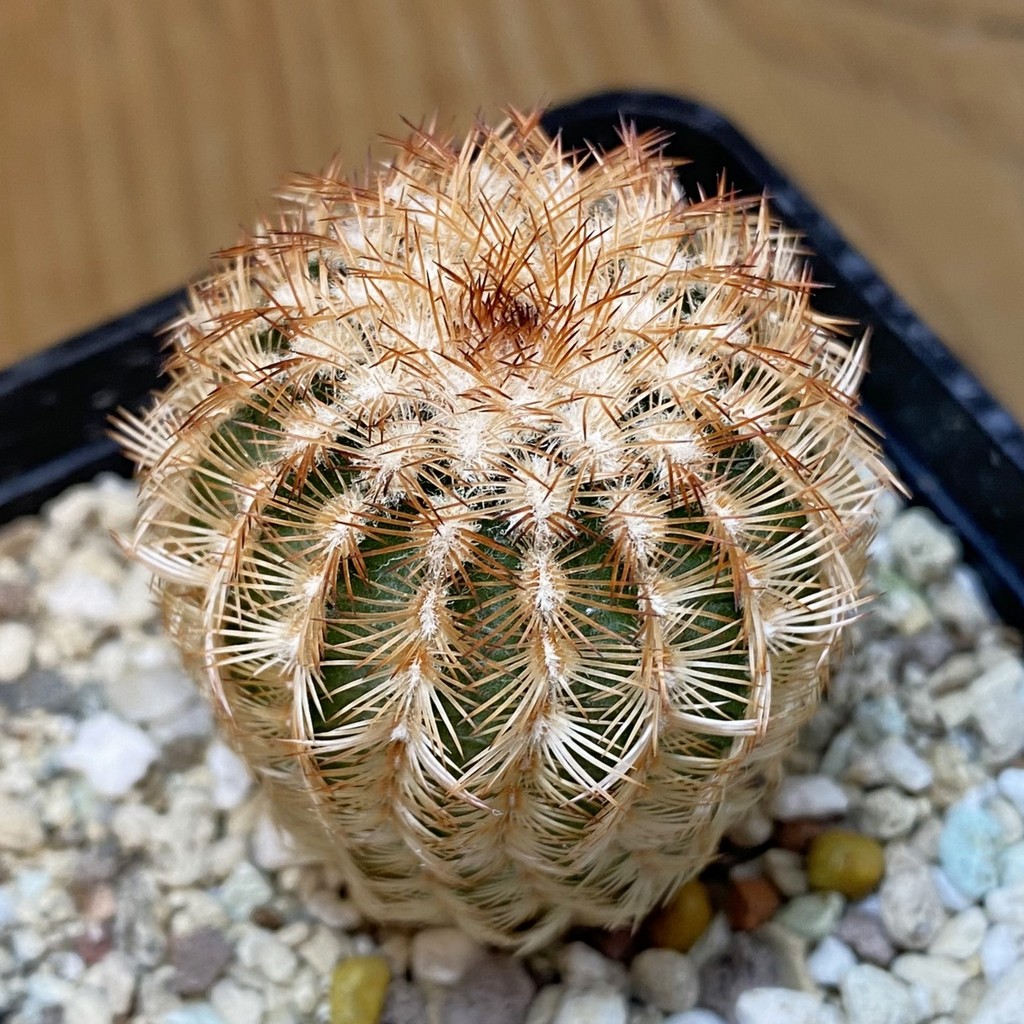 SH27327 Echinocereus reichenbachii