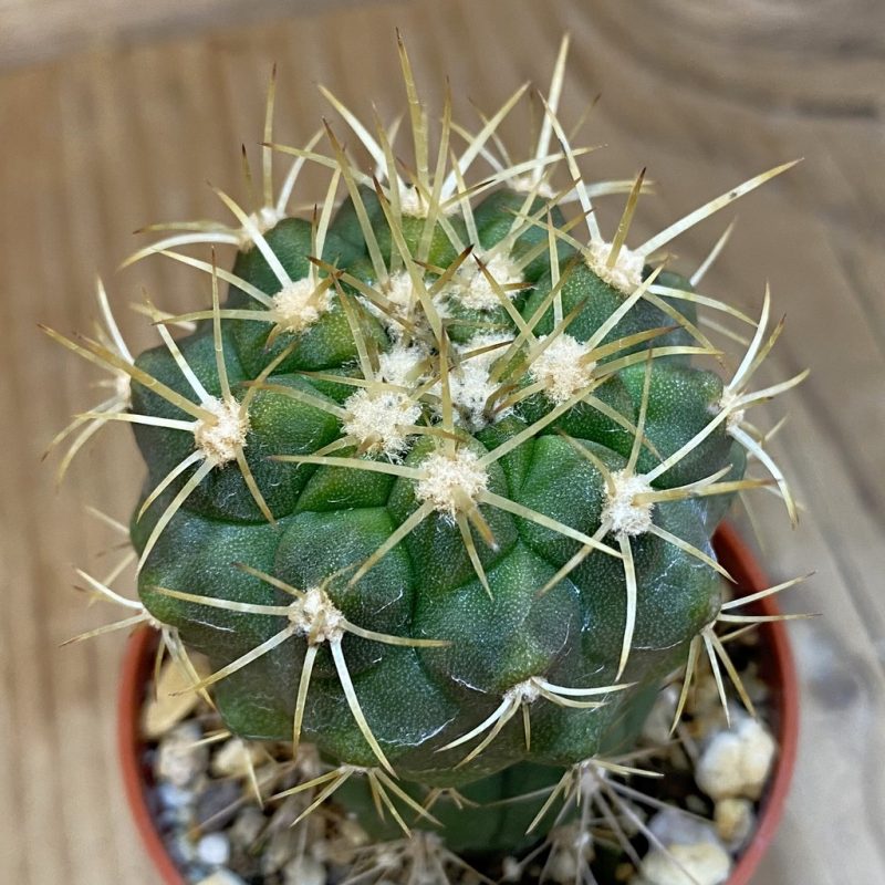 SH18635 Copiapoa gigantea GCG15004, grafted
