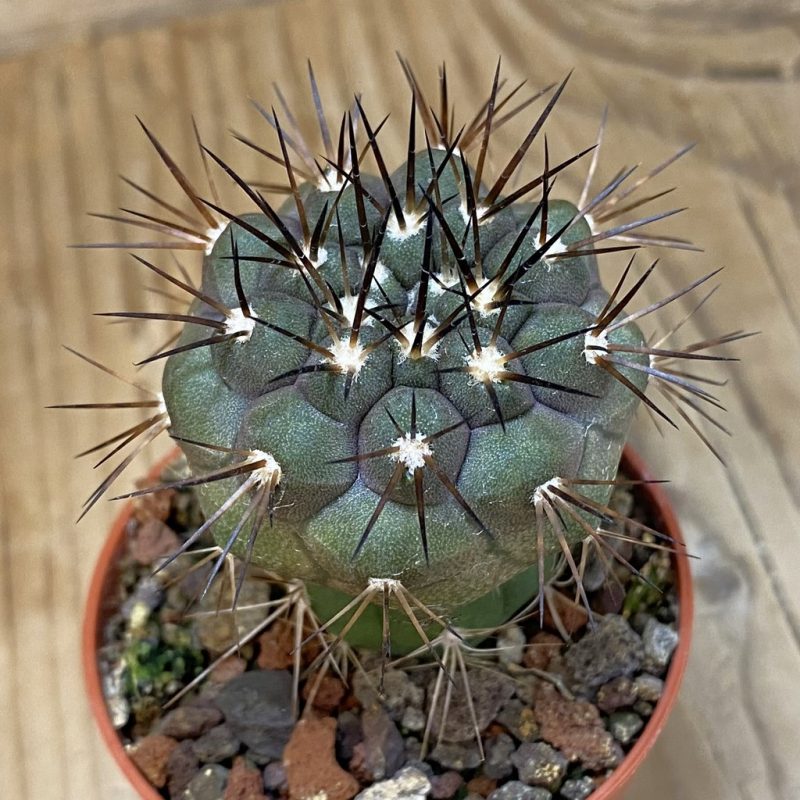 SH18665 Copiapoa dealbata v. carrizalensis selection GCG15254B, grafted