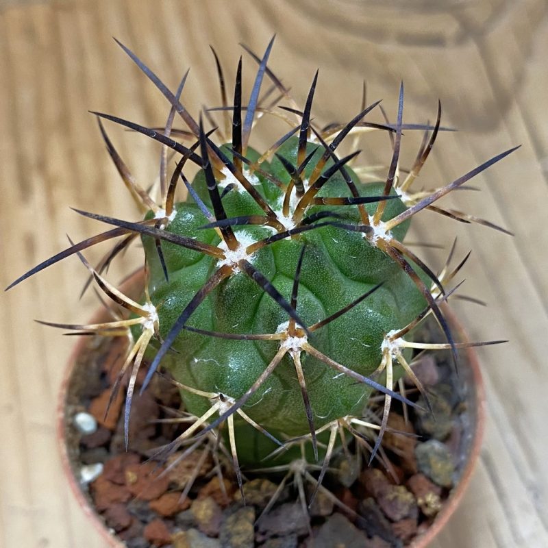 SH18651 Copiapoa alticostata SI-50-24, grafted