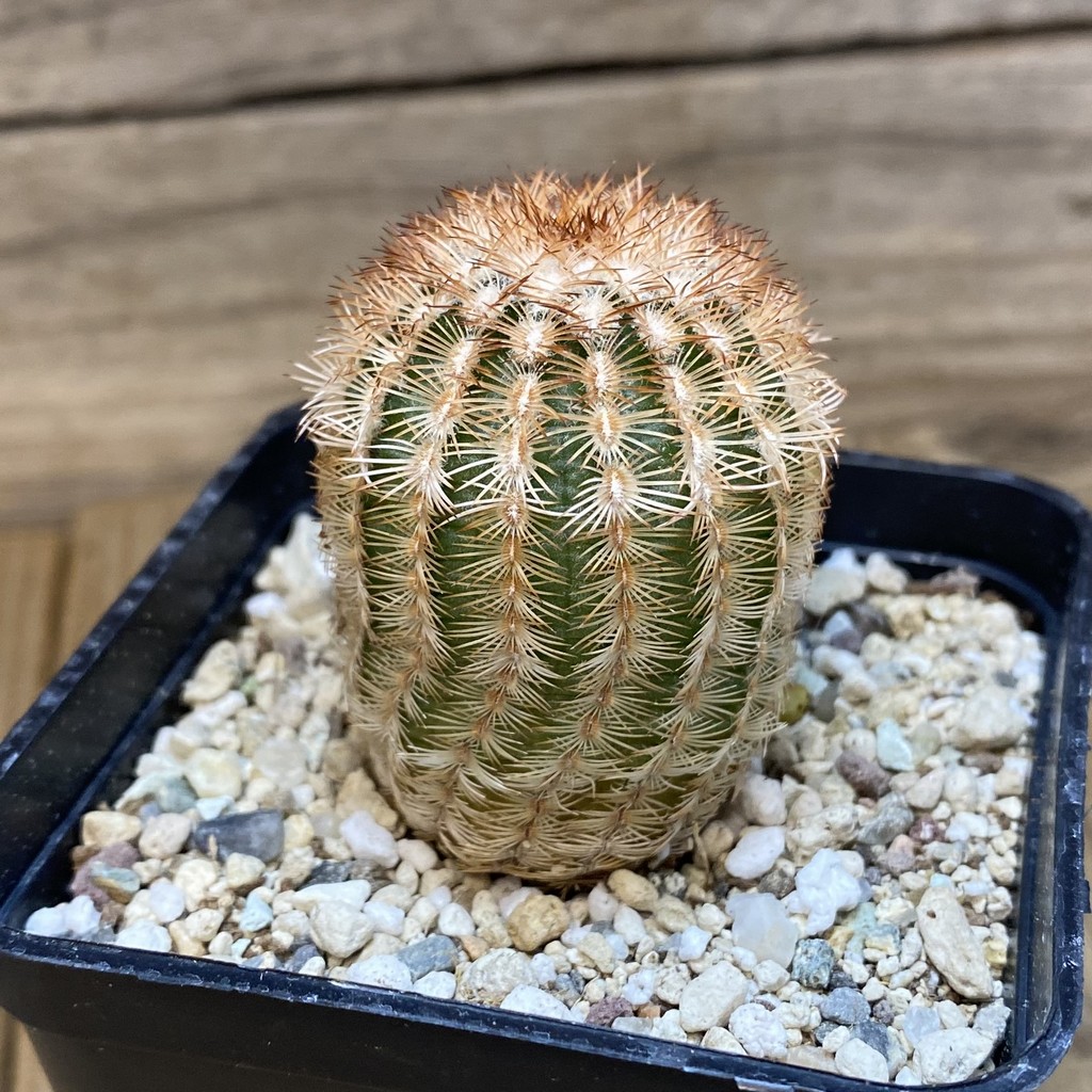 SH27327 Echinocereus reichenbachii - Imagen 2