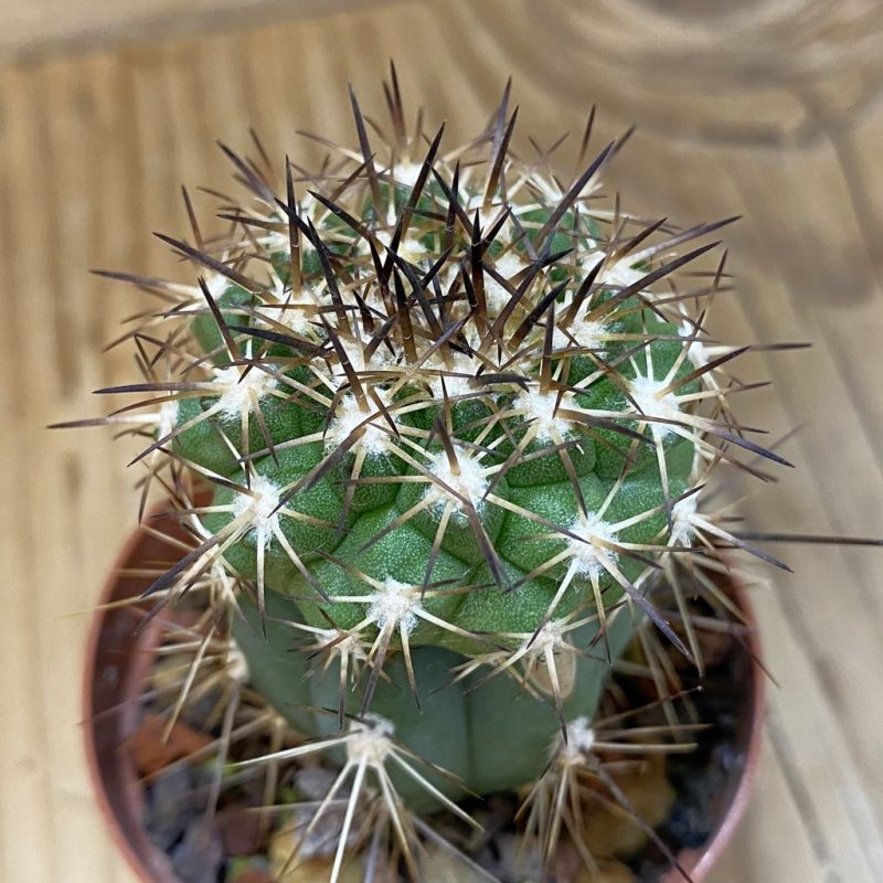 SH18670 Copiapoa cinerascens HR1135, grafted