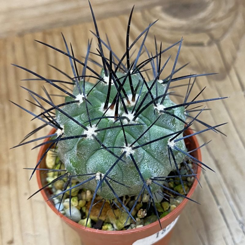 SH18296 Copiapoa dealbata SI-54-24, grafted