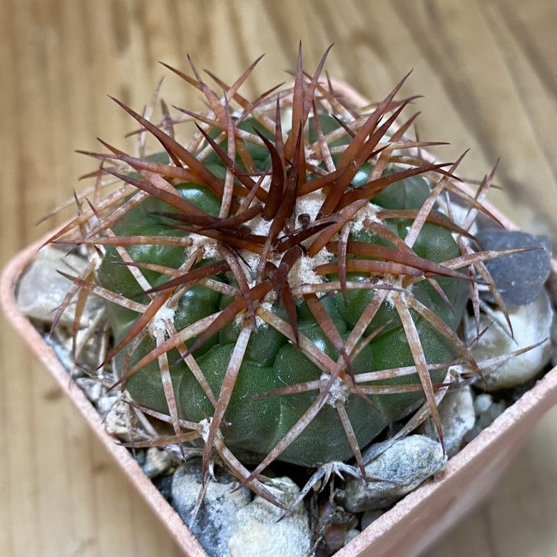 SH22056 Discocactus cangaensis MH886, own roots