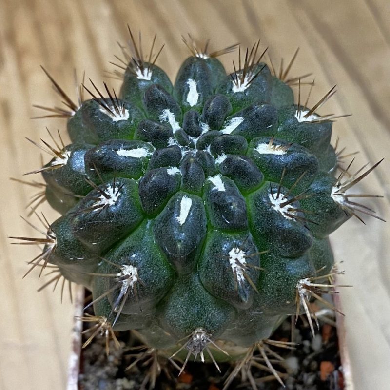 SH20340 Pyrrhocactus sp. PL129 B, grafted