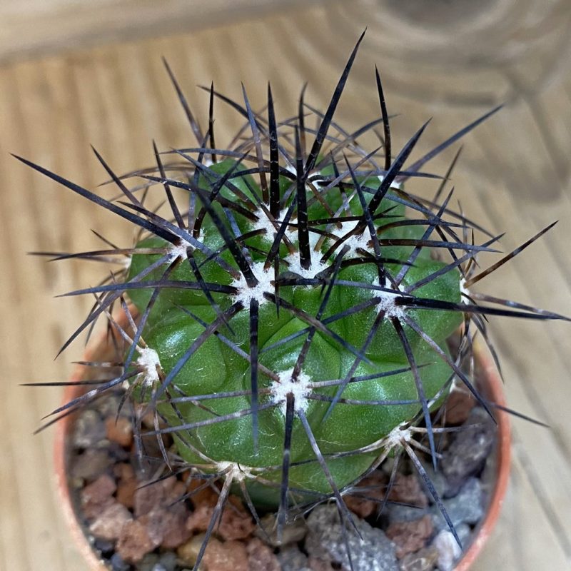 SH18338 Copiapoa alticostata SI-50-24, grafted