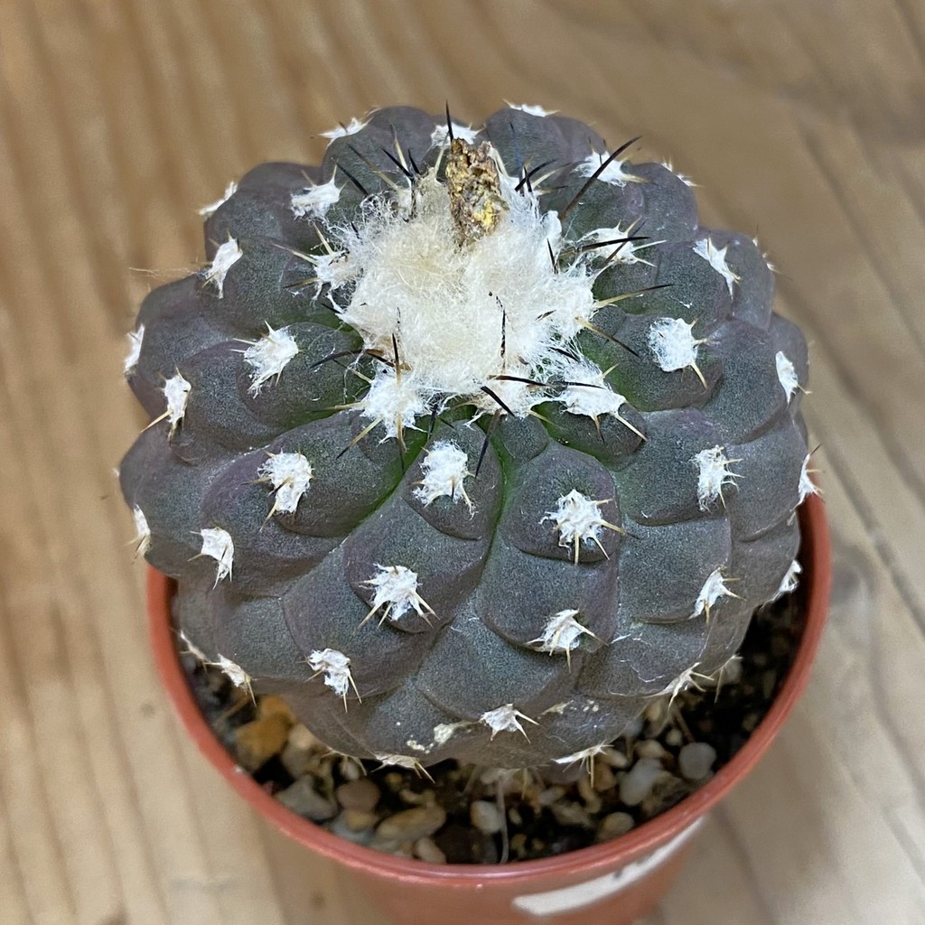 SH18318 Copiapoa leonensis HR1061, grafted