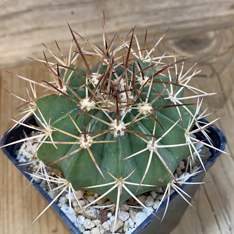 SH27328 Melocactus bahiensis
