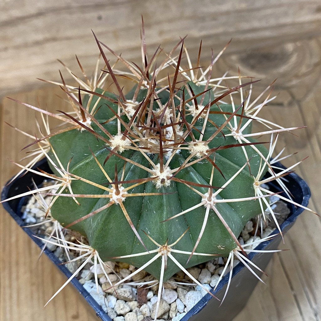 SH27328 Melocactus bahiensis