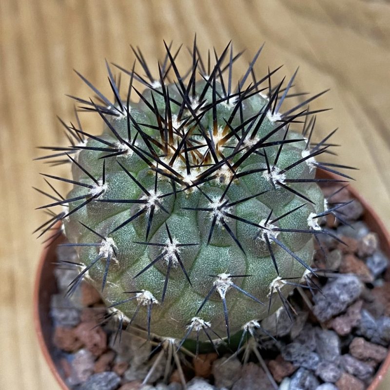 SH22050 Copiapoa longistaminea ‘Tigrillensis’, grafted