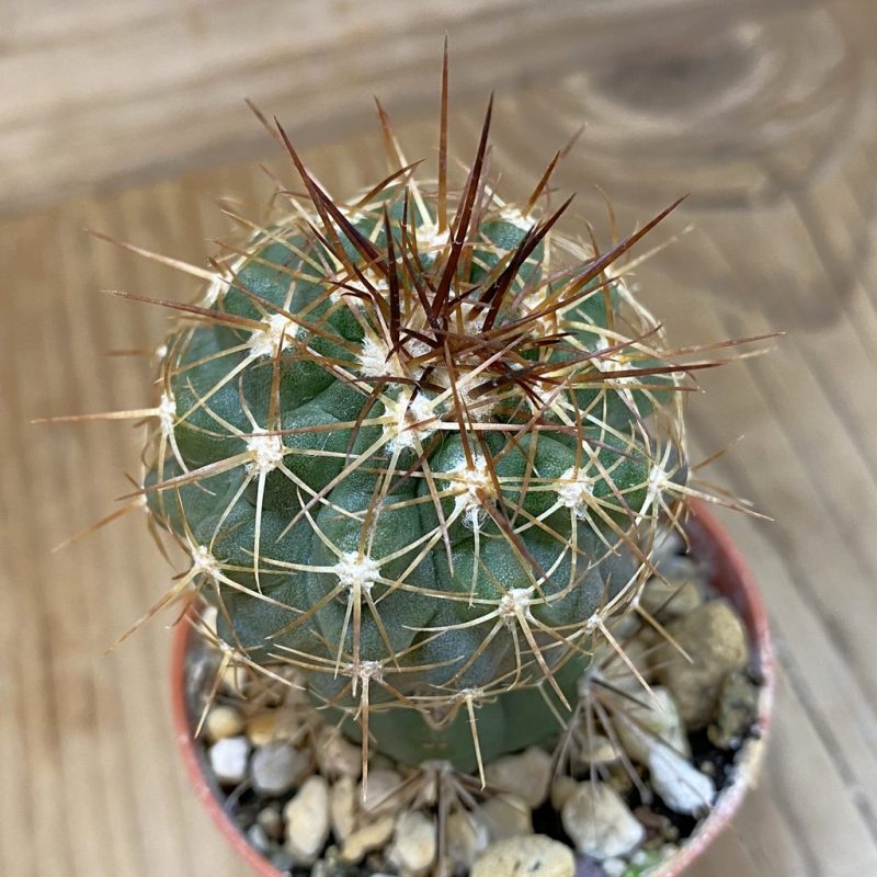 SH18673 Copiapoa gigantea SI-41C-24, grafted