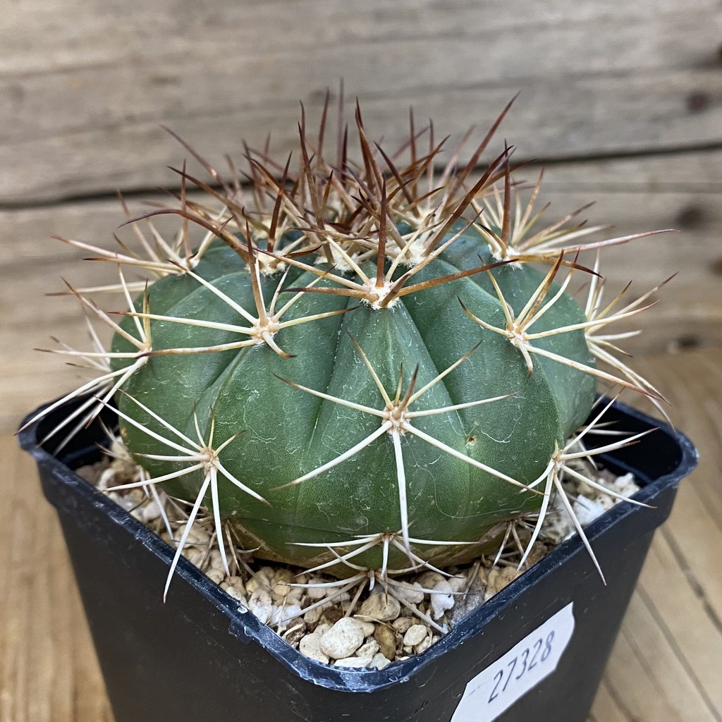 SH27328 Melocactus bahiensis - Imagen 2