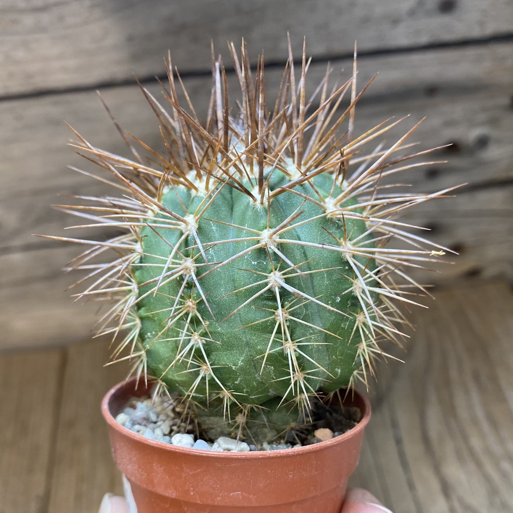 SH18644 Copiapoa calderana v. spinosior GCG15019 , grafted - 画像 (2)