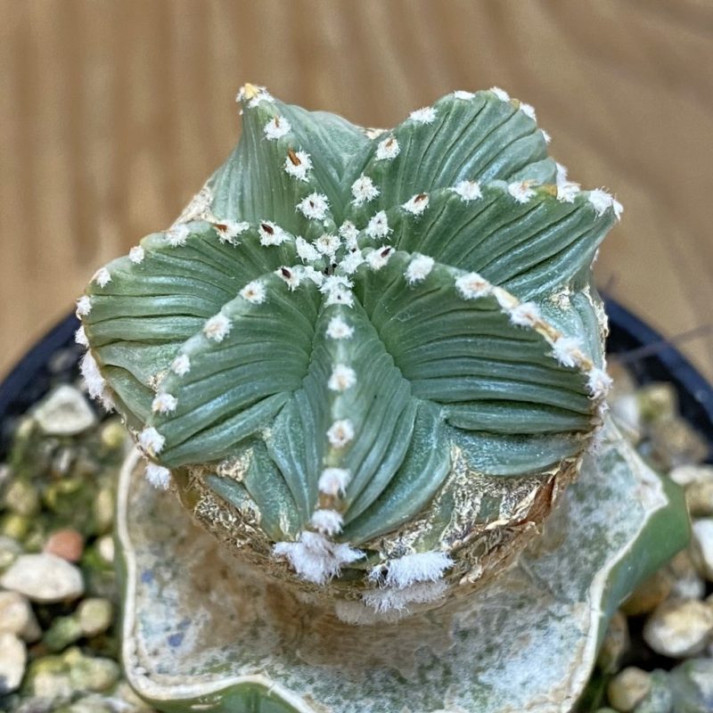 SH7375 Aztekium hintonii f. minor GCG 12707, grafted