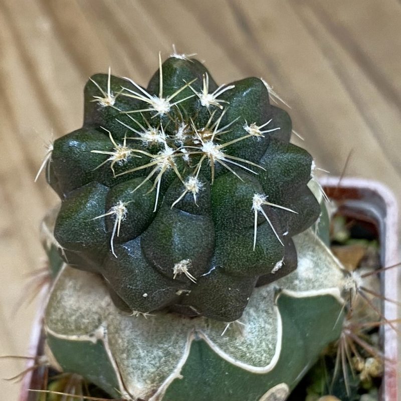 SH20328 Copiapoa chaniaralensis PHA 2459, grafted