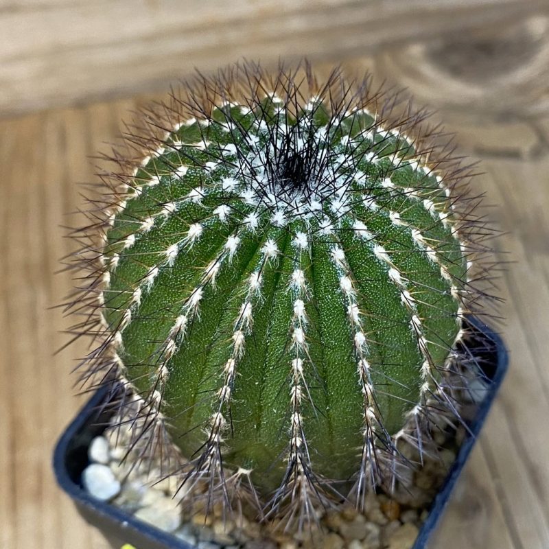 SH5597 Uebelmannia pectinifera v. multicostata RNK11, grafted