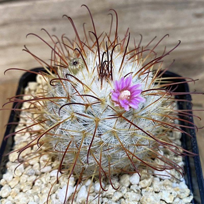 SH27323 Mammillaria bombycina