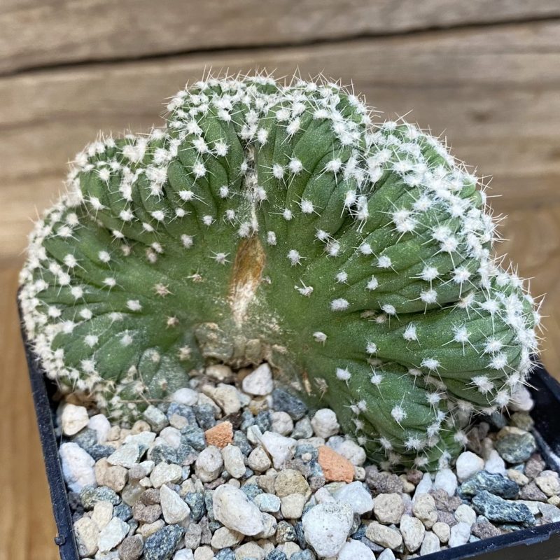 SH27329 Echinopsis subdenudata f. cristata