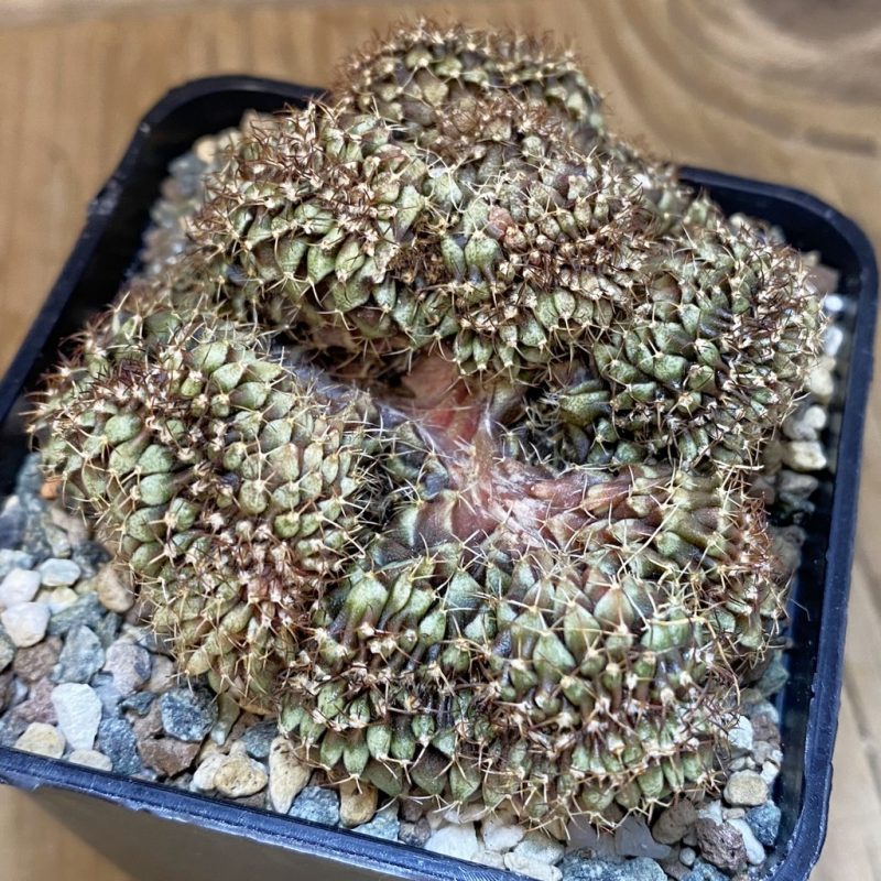 SH27330 Gymnocalycium mihanovichii f. cristata