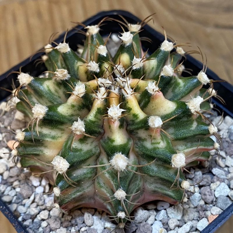SH27331 Gymnocalycium friedrichii f. variegat, seedling