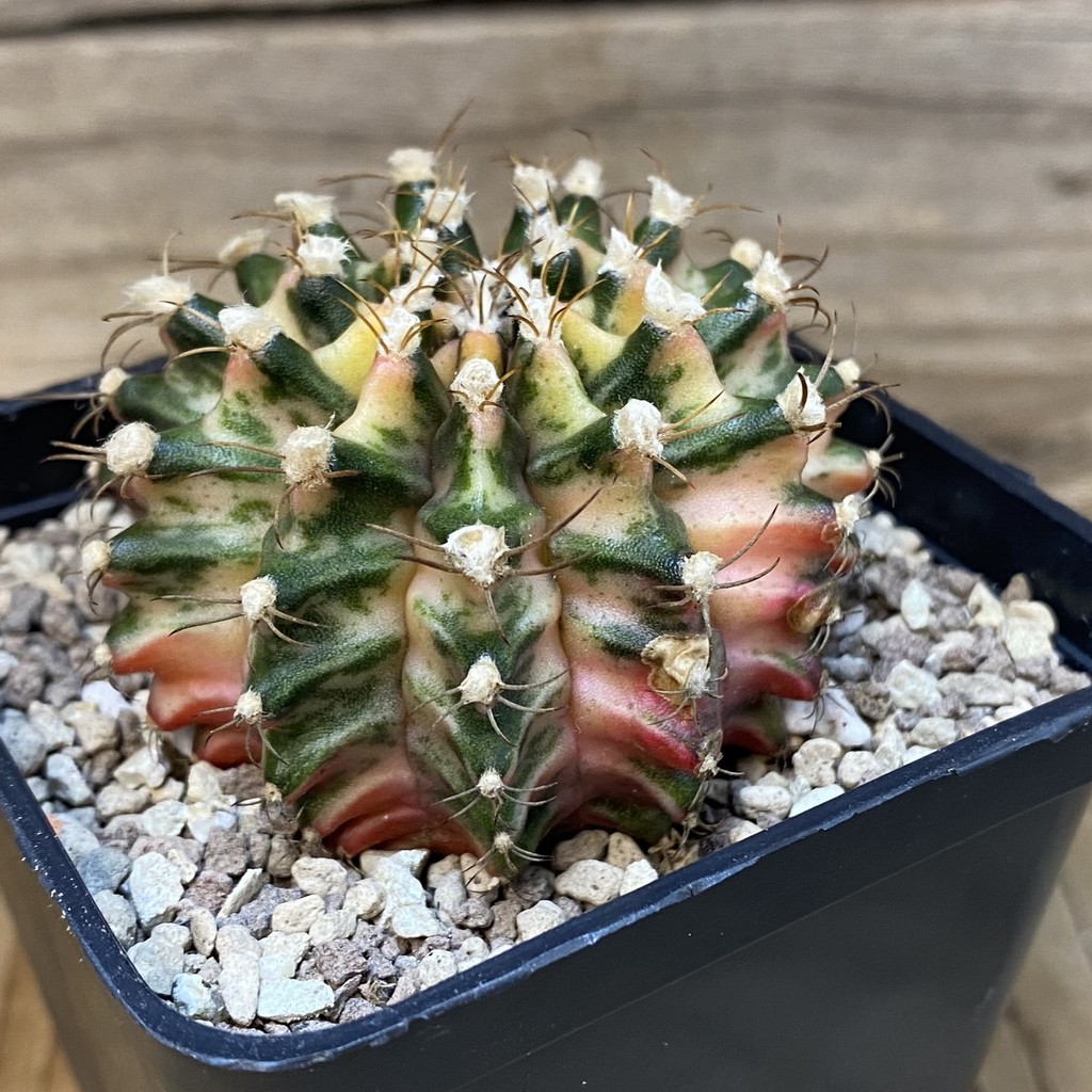 SH27331 Gymnocalycium friedrichii f. variegat, seedling - Imagen 2