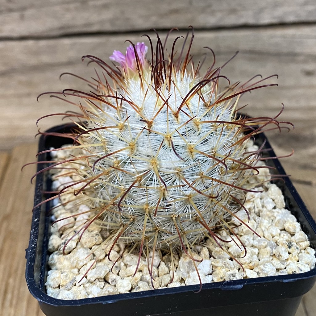 SH27323 Mammillaria bombycina - Imagen 2