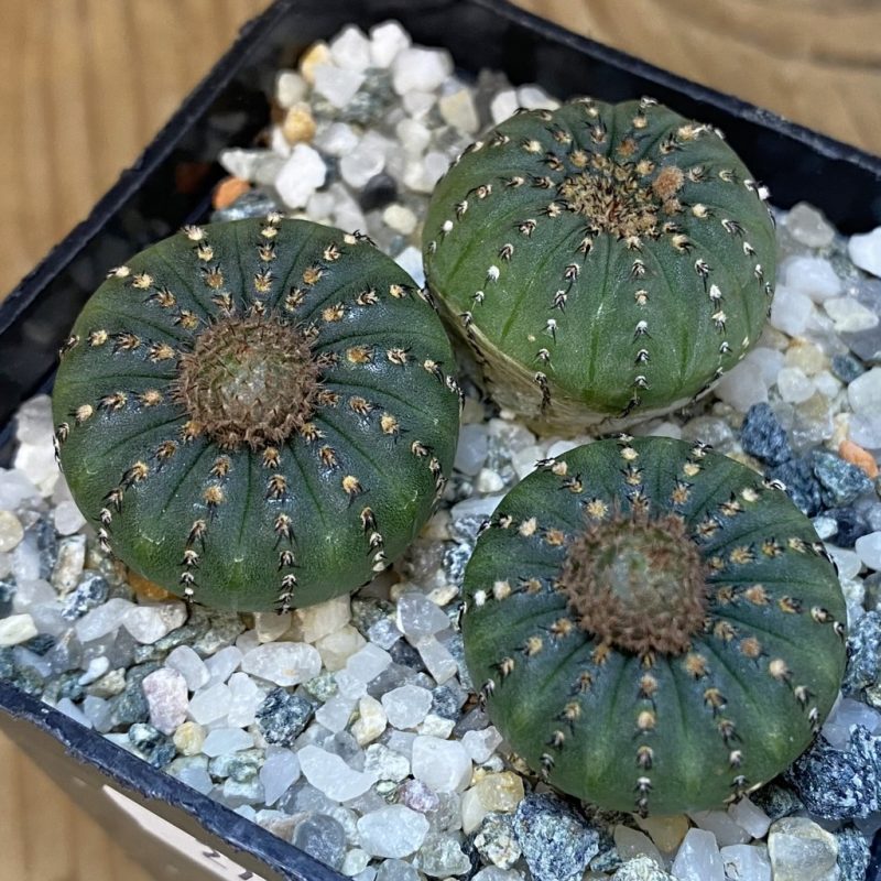 SH27332 Frailea castanea, 3 plants