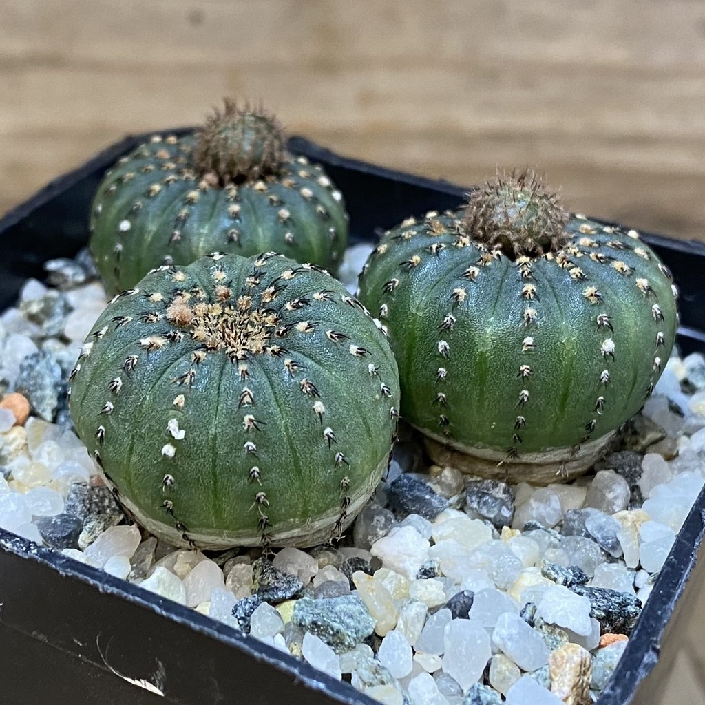 SH27332 Frailea castanea, 3 plants - Imagen 2