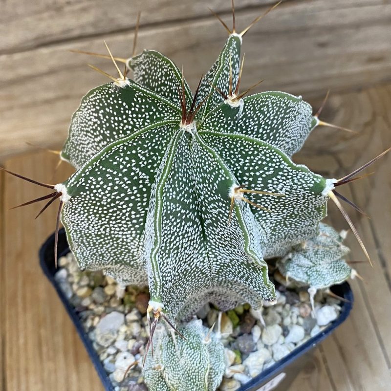 SH27333 Astrophytum myriostigma x ornatum