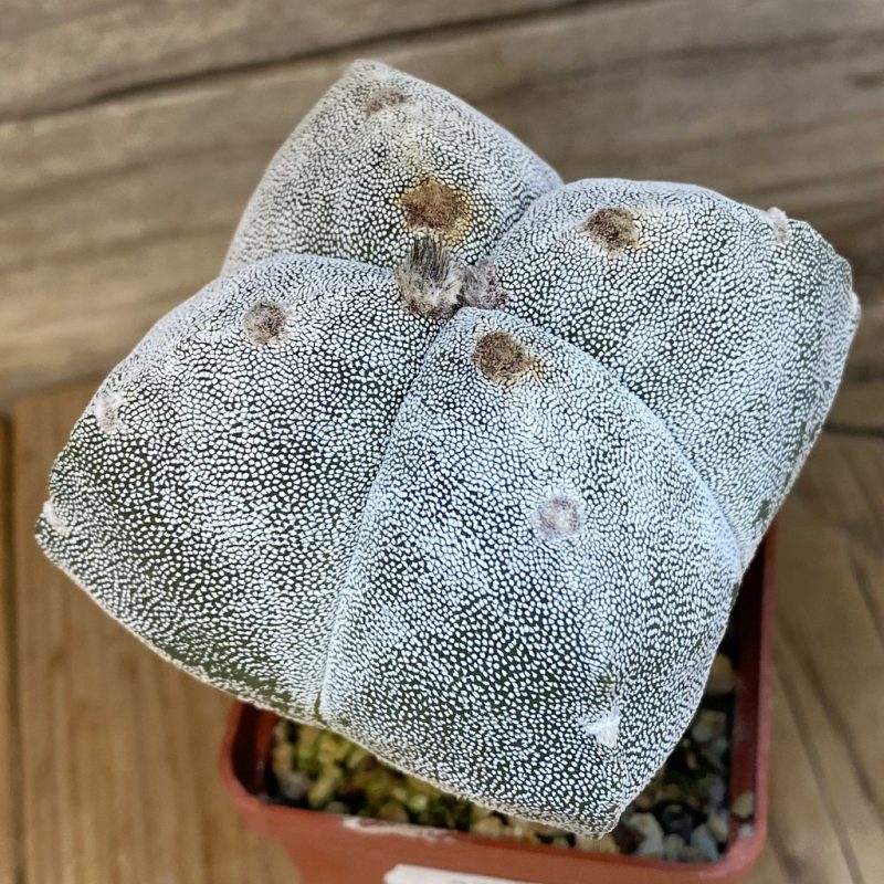 SH27334 Astrophytum myriostigma v. quadricostatum, 6 years old