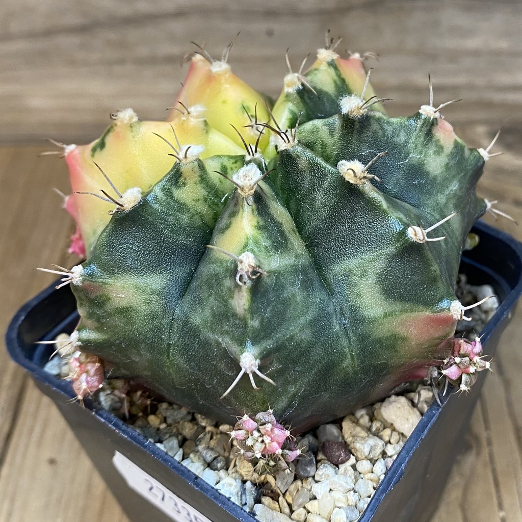 SH27335 Gymnocalycium mihanovichii f. variegata, seedling - Imagen 2